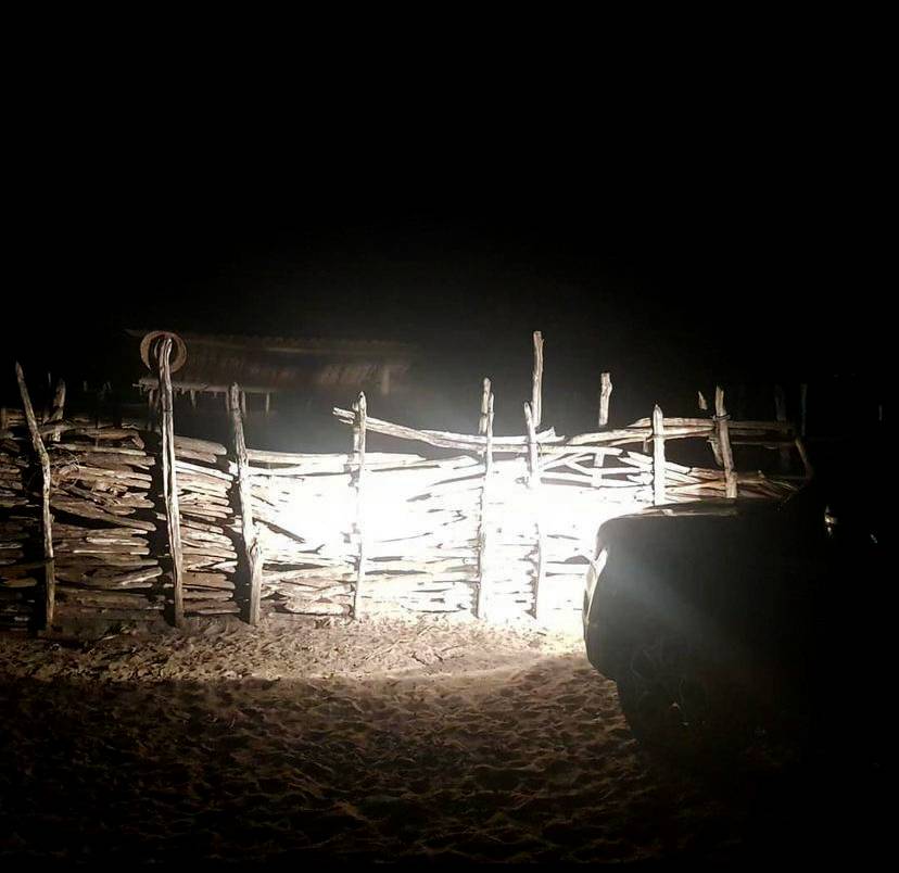 Quadrilha rouba jumentos no litoral do Piauí para possível venda da carne para China